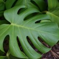 plants_monstera_leaf_731635_o